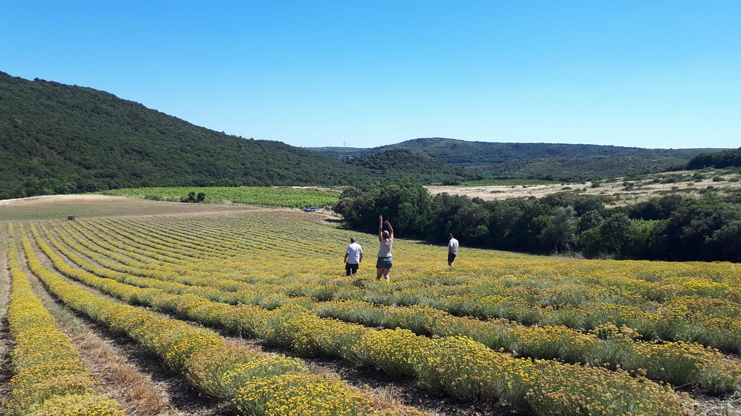 photos d'un champ d'helichryses